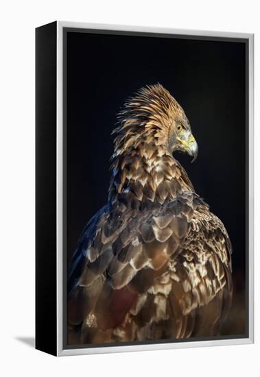 Golden eagle (Aquila chrysaetos), Sweden, Scandinavia, Europe-Janette Hill-Framed Premier Image Canvas