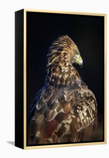 Golden eagle (Aquila chrysaetos), Sweden, Scandinavia, Europe-Janette Hill-Framed Premier Image Canvas