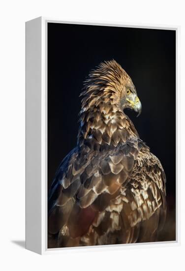 Golden eagle (Aquila chrysaetos), Sweden, Scandinavia, Europe-Janette Hill-Framed Premier Image Canvas