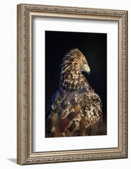 Golden eagle (Aquila chrysaetos), Sweden, Scandinavia, Europe-Janette Hill-Framed Photographic Print