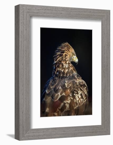 Golden eagle (Aquila chrysaetos), Sweden, Scandinavia, Europe-Janette Hill-Framed Photographic Print