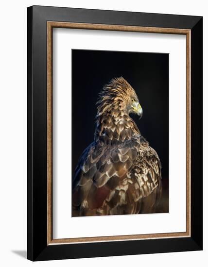 Golden eagle (Aquila chrysaetos), Sweden, Scandinavia, Europe-Janette Hill-Framed Photographic Print