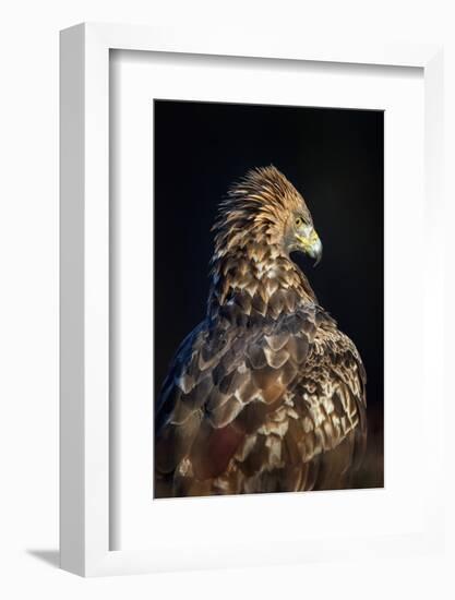 Golden eagle (Aquila chrysaetos), Sweden, Scandinavia, Europe-Janette Hill-Framed Photographic Print