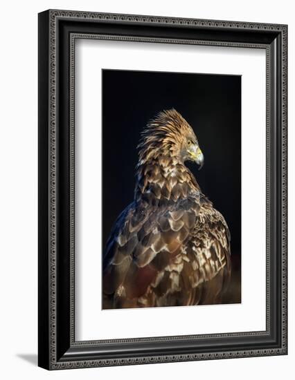 Golden eagle (Aquila chrysaetos), Sweden, Scandinavia, Europe-Janette Hill-Framed Photographic Print