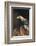 Golden eagle (Aquila chrysaetos), Sweden, Scandinavia, Europe-Janette Hill-Framed Photographic Print