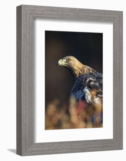 Golden eagle (Aquila chrysaetos), Sweden, Scandinavia, Europe-Janette Hill-Framed Photographic Print