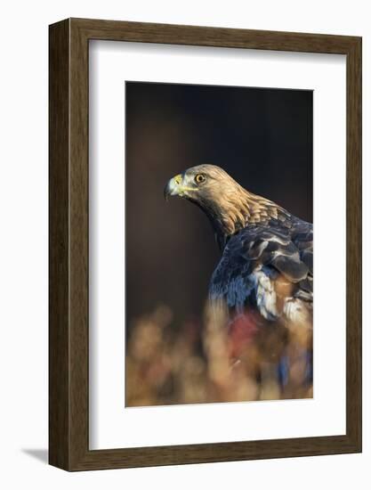 Golden eagle (Aquila chrysaetos), Sweden, Scandinavia, Europe-Janette Hill-Framed Photographic Print