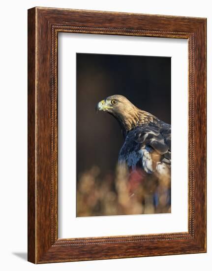 Golden eagle (Aquila chrysaetos), Sweden, Scandinavia, Europe-Janette Hill-Framed Photographic Print