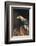 Golden eagle (Aquila chrysaetos), Sweden, Scandinavia, Europe-Janette Hill-Framed Photographic Print