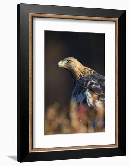 Golden eagle (Aquila chrysaetos), Sweden, Scandinavia, Europe-Janette Hill-Framed Photographic Print