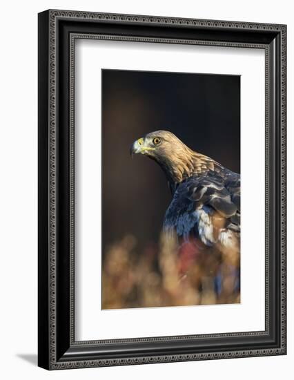 Golden eagle (Aquila chrysaetos), Sweden, Scandinavia, Europe-Janette Hill-Framed Photographic Print