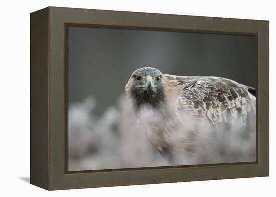 Golden eagle (Aquila chrysaetos), Sweden, Scandinavia, Europe-Janette Hill-Framed Premier Image Canvas