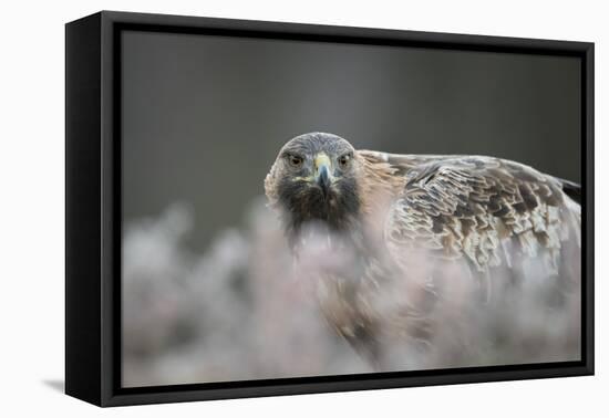 Golden eagle (Aquila chrysaetos), Sweden, Scandinavia, Europe-Janette Hill-Framed Premier Image Canvas