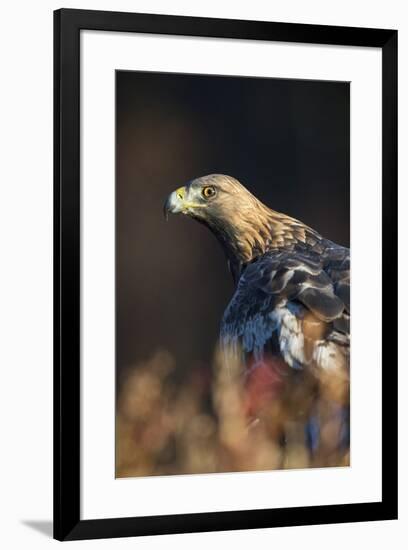 Golden eagle (Aquila chrysaetos), Sweden, Scandinavia, Europe-Janette Hill-Framed Photographic Print