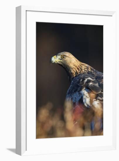 Golden eagle (Aquila chrysaetos), Sweden, Scandinavia, Europe-Janette Hill-Framed Photographic Print