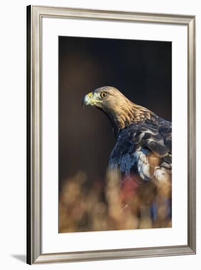 Golden eagle (Aquila chrysaetos), Sweden, Scandinavia, Europe-Janette Hill-Framed Photographic Print