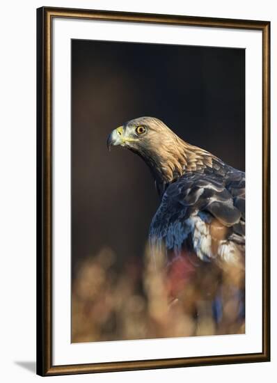 Golden eagle (Aquila chrysaetos), Sweden, Scandinavia, Europe-Janette Hill-Framed Photographic Print