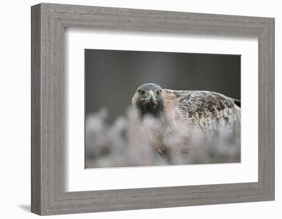 Golden eagle (Aquila chrysaetos), Sweden, Scandinavia, Europe-Janette Hill-Framed Photographic Print