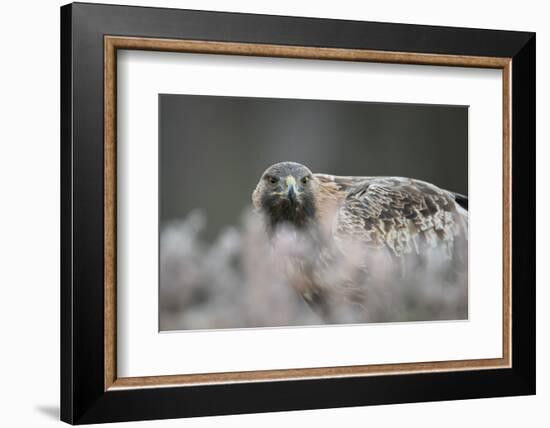 Golden eagle (Aquila chrysaetos), Sweden, Scandinavia, Europe-Janette Hill-Framed Photographic Print