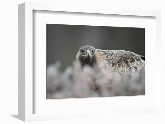 Golden eagle (Aquila chrysaetos), Sweden, Scandinavia, Europe-Janette Hill-Framed Photographic Print