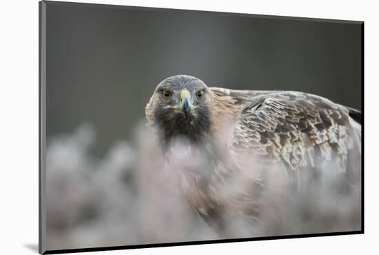 Golden eagle (Aquila chrysaetos), Sweden, Scandinavia, Europe-Janette Hill-Mounted Photographic Print