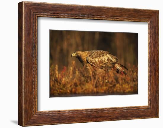 Golden eagle (Aquila chrysaetos), Sweden, Scandinavia, Europe-Janette Hill-Framed Photographic Print