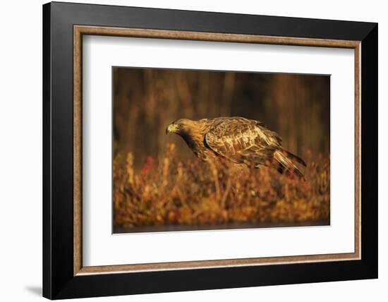 Golden eagle (Aquila chrysaetos), Sweden, Scandinavia, Europe-Janette Hill-Framed Photographic Print