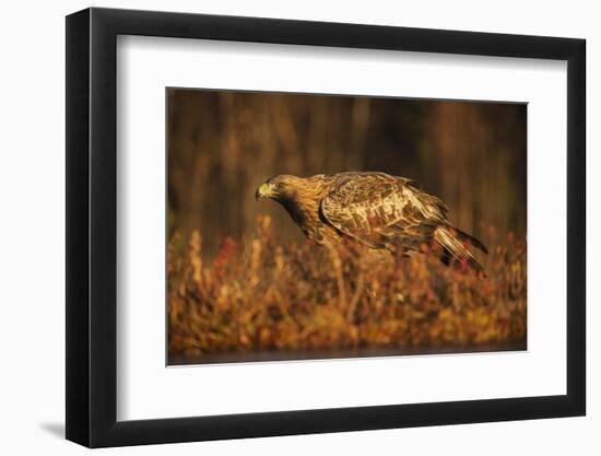 Golden eagle (Aquila chrysaetos), Sweden, Scandinavia, Europe-Janette Hill-Framed Photographic Print