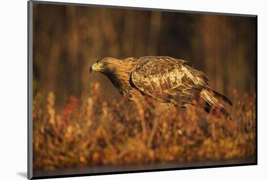 Golden eagle (Aquila chrysaetos), Sweden, Scandinavia, Europe-Janette Hill-Mounted Photographic Print