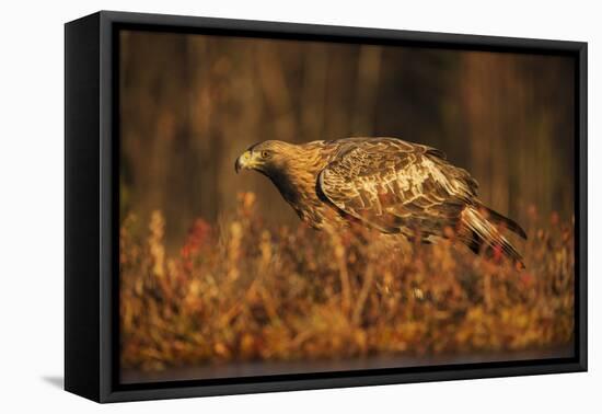 Golden eagle (Aquila chrysaetos), Sweden, Scandinavia, Europe-Janette Hill-Framed Premier Image Canvas