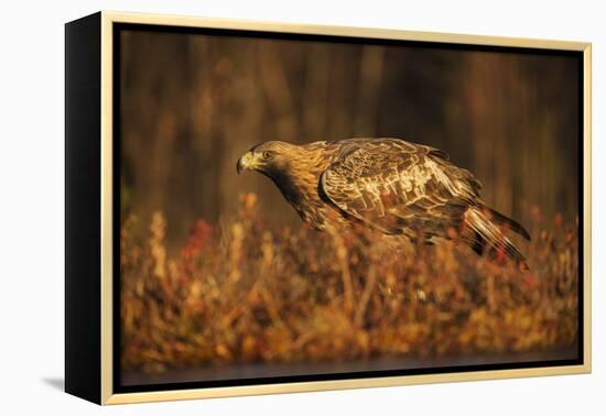 Golden eagle (Aquila chrysaetos), Sweden, Scandinavia, Europe-Janette Hill-Framed Premier Image Canvas