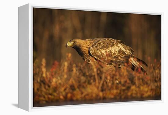 Golden eagle (Aquila chrysaetos), Sweden, Scandinavia, Europe-Janette Hill-Framed Premier Image Canvas