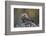 Golden eagle (Aquila chrysaetos), Sweden, Scandinavia, Europe-Janette Hill-Framed Photographic Print