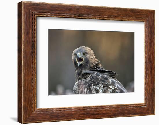 Golden eagle (Aquila chrysaetos), Sweden, Scandinavia, Europe-Janette Hill-Framed Photographic Print