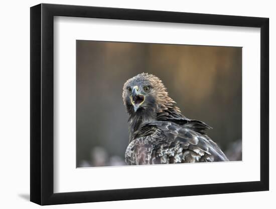 Golden eagle (Aquila chrysaetos), Sweden, Scandinavia, Europe-Janette Hill-Framed Photographic Print