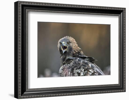 Golden eagle (Aquila chrysaetos), Sweden, Scandinavia, Europe-Janette Hill-Framed Photographic Print