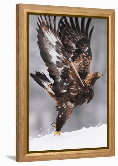 Golden Eagle (Aquila Chrysaetos) Taking Off, Flatanger, Norway, November 2008-Widstrand-Framed Premier Image Canvas