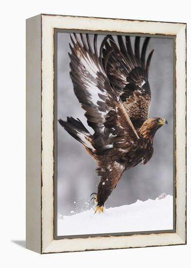 Golden Eagle (Aquila Chrysaetos) Taking Off, Flatanger, Norway, November 2008-Widstrand-Framed Premier Image Canvas