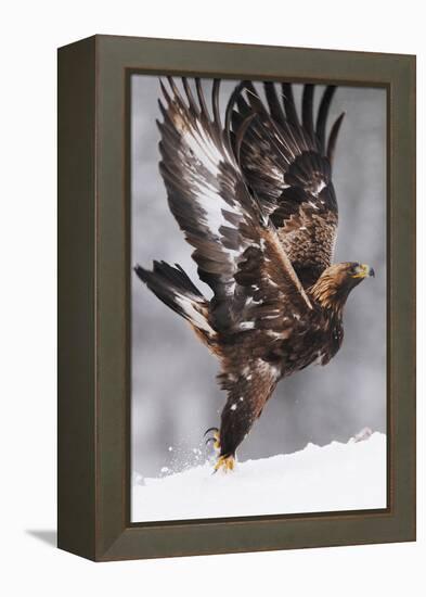 Golden Eagle (Aquila Chrysaetos) Taking Off, Flatanger, Norway, November 2008-Widstrand-Framed Premier Image Canvas