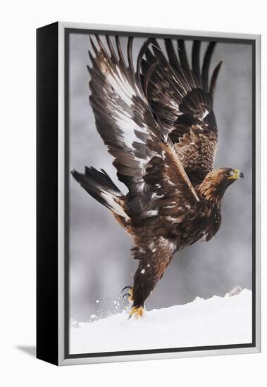 Golden Eagle (Aquila Chrysaetos) Taking Off, Flatanger, Norway, November 2008-Widstrand-Framed Premier Image Canvas