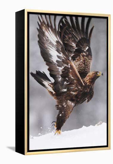 Golden Eagle (Aquila Chrysaetos) Taking Off, Flatanger, Norway, November 2008-Widstrand-Framed Premier Image Canvas