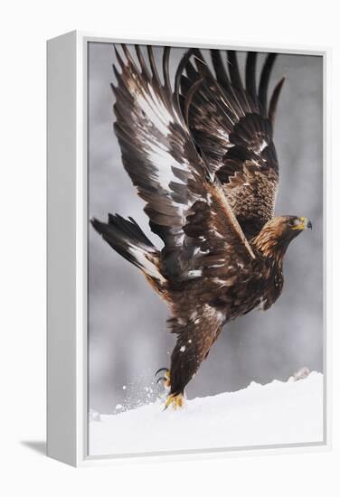 Golden Eagle (Aquila Chrysaetos) Taking Off, Flatanger, Norway, November 2008-Widstrand-Framed Premier Image Canvas