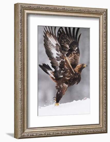 Golden Eagle (Aquila Chrysaetos) Taking Off, Flatanger, Norway, November 2008-Widstrand-Framed Photographic Print