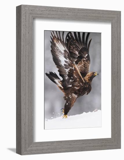 Golden Eagle (Aquila Chrysaetos) Taking Off, Flatanger, Norway, November 2008-Widstrand-Framed Photographic Print