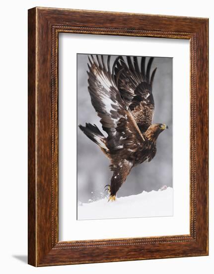 Golden Eagle (Aquila Chrysaetos) Taking Off, Flatanger, Norway, November 2008-Widstrand-Framed Photographic Print