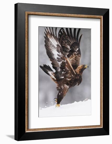 Golden Eagle (Aquila Chrysaetos) Taking Off, Flatanger, Norway, November 2008-Widstrand-Framed Photographic Print