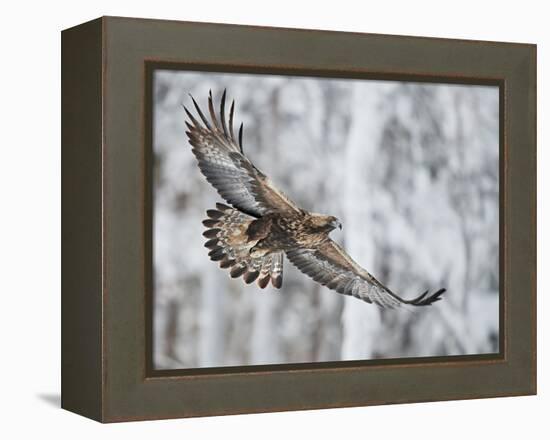 Golden eagle (Aquila chrysaetus) Kuusamo, Finland, January-Markus Varesvuo-Framed Premier Image Canvas