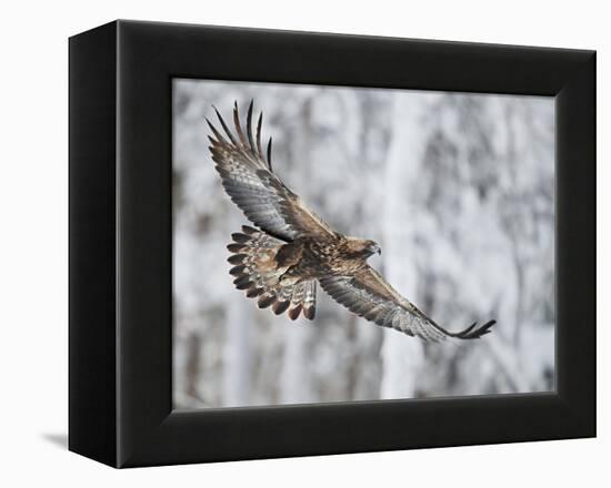 Golden eagle (Aquila chrysaetus) Kuusamo, Finland, January-Markus Varesvuo-Framed Premier Image Canvas