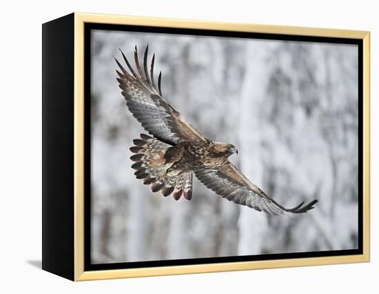 Golden eagle (Aquila chrysaetus) Kuusamo, Finland, January-Markus Varesvuo-Framed Premier Image Canvas