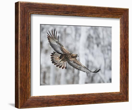 Golden eagle (Aquila chrysaetus) Kuusamo, Finland, January-Markus Varesvuo-Framed Photographic Print